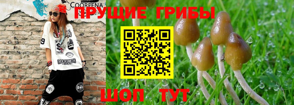 Донецк  Псилоцибиновые грибы Psilocybe  Вход с VPN  Псилоцибиновые грибы Psilocybine cubensis 